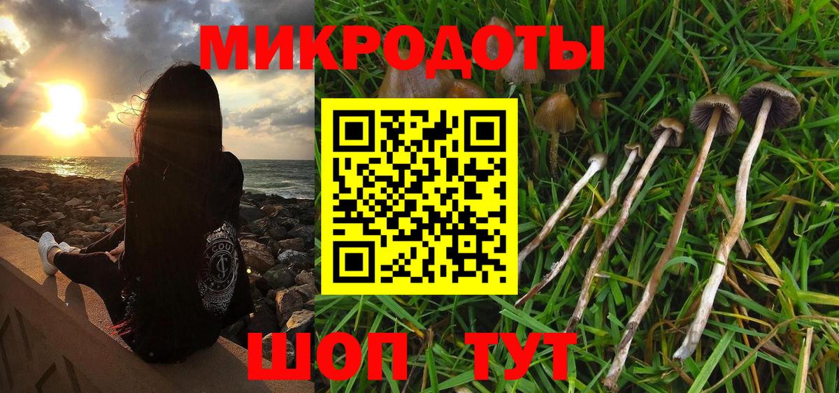 Галлюциногенные грибы Psilocybe Лениногорск